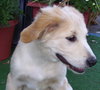 Champagne the  Puppy
