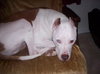 Cannon the Trained Terrier