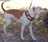 Cannon the Trained Terrier