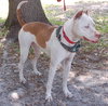 Cannon the Trained Terrier