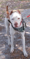 Cannon the Trained Terrier