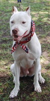 Cannon the Trained Terrier
