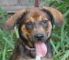 Mocha the Puppy