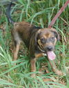 Mocha the Puppy