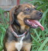 Mocha the Puppy