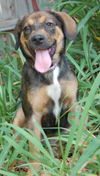 Mocha the Puppy