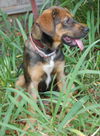 Mocha the Puppy