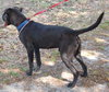 Mick the Lab Puppy