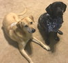 Marshall *bonded with Chance*