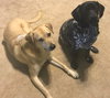 Chance *Bonded with Marshall*