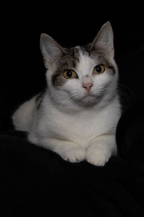 Diamond *Bonded with Ruby*