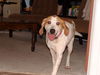 Ginger, So Good With Kids!