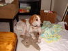 Ginger, So Good With Kids!