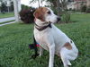 Ginger, So Good With Kids!