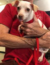 Lil' Abby the potential agility dog