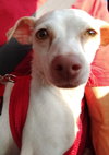 Lil' Abby the potential agility dog