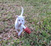 Lil' Abby the potential agility dog