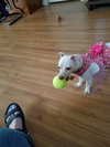 Lil' Abby the potential agility dog