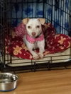 Lil' Abby the potential agility dog