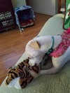 Lil' Abby the potential agility dog