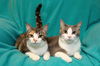 Barry *BONDED WITH ANASTASIA*AKA Smokey