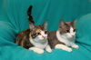Barry *BONDED WITH ANASTASIA*AKA Smokey