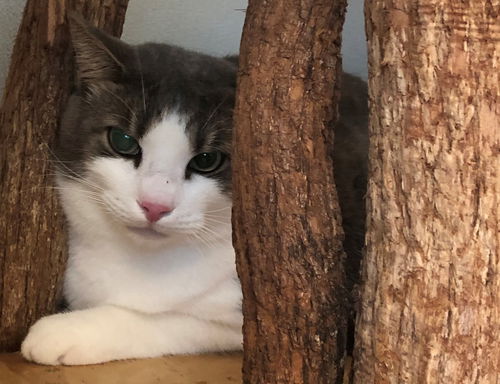 Barry *BONDED WITH ANASTASIA*AKA Smokey