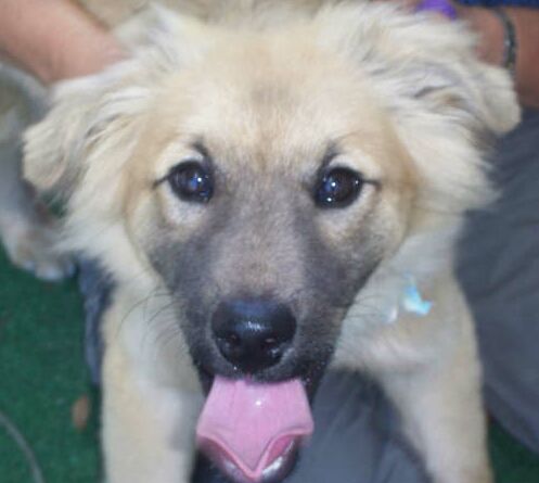 Dixie the Golden Retriever Puppy