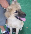Dixie the Golden Retriever Puppy