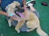 Dixie the Golden Retriever Puppy