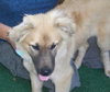 Dixie the Golden Retriever Puppy