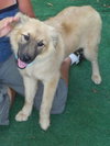 Dixie the Golden Retriever Puppy