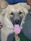 Dixie the Golden Retriever Puppy