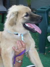 Dixie the Golden Retriever Puppy