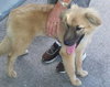 Dixie the Golden Retriever Puppy