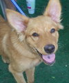 Jeff the Puppy