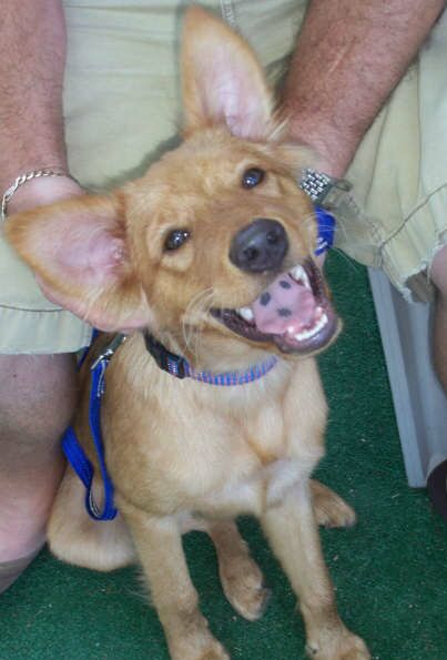 Jeff the Puppy