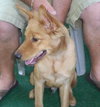 Jeff the Puppy