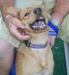 Jeff the Puppy
