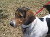 Rocco the Soccer Playing Basset