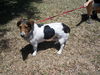 Rocco the Soccer Playing Basset