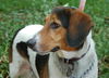 Rocco the Soccer Playing Basset