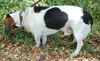 Rocco the Soccer Playing Basset
