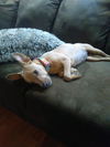 Penny