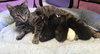 Phoebe ~ the momma cat!