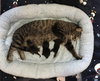Phoebe ~ the momma cat!