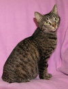 Phoebe ~ the momma cat!