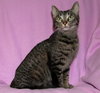 Phoebe ~ the momma cat!