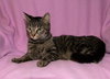 Phoebe ~ the momma cat!