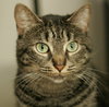 Phoebe ~ the momma cat!